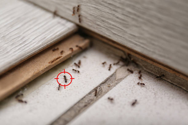 Flea Control Services in Mount Pleasant, PA