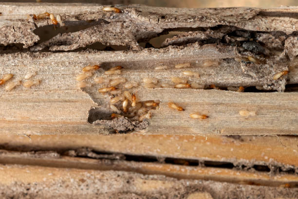 Best Affordable Pest Control Services  in Mount Pleasant, PA